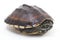 The Malayan snail-eating turtle Malayemys macrocephala is a species of turtle in Malayemys genus of the family Geoemydidae