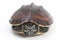 The Malayan snail-eating turtle Malayemys macrocephala is a species of turtle in Malayemys genus of the family Geoemydidae