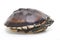 The Malayan snail-eating turtle Malayemys macrocephala is a species of turtle in Malayemys genus of the family Geoemydidae