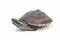 The Malayan snail-eating turtle Malayemys macrocephala is a species of turtle in Malayemys genus of the family Geoemydidae
