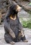 Malayan sun bear 3