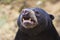 Malayan sun bear