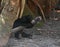 Malayan Sun Bear draped on a log sleeping