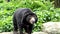 Malayan Sun Bear have habitats in tropical forest of Southeast Asia.