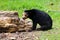 Malayan sun bear or Helarctos malayanus.