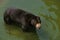 Malayan Sun Bear, helarctos malayanus, Adult standing in Water