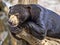 Malayan sun bear, Helarctos malayanus, has enormous claws on its front legs