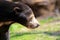 Malayan Sun bear, Helarctos malayanus in a zoo