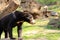 Malayan Sun bear, Helarctos malayanus in a zoo