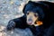 Malayan sun bear or Honey bear, it`s a black and  mouth is yellow, hairy, looking at something