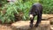 Malayan sun bear or honey bear walking in a captivity inside