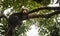 Malayan sun bear looking moody and tired, Sepilok, Borneo, Malaysia