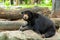 A Malayan Sun Bear is resting on the rock
