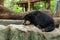 A Malayan Sun Bear is resting on the rock