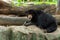 A Malayan Sun Bear is resting on the rock