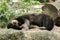 Malayan sun bear sleeping on a rock