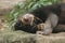 Malayan sun bear sleeping on a rock