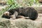 Malayan sun bear sleeping on a rock