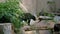 A Malayan sun bear walks on logs at the zoo