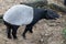 Malayan tapir