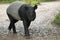 Malayan tapir