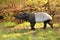 Malayan tapir