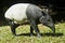 Malayan Tapir