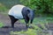 The Malayan tapir Acrocodia indica, also called the Asian, Asiatic, Oriental, Indian or piebald tapir standing in green with a