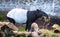 Malayan tapir Acrocodia indica eating grass