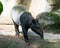 Malayan tapir or Asian tapir standing