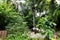 Malayan Tapir eating surrounded by trees - captive setting