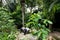 Malayan Tapir eating surrounded by trees - captive setting