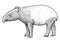 Malayan tapir illustration, drawing, engraving, ink, line art, vector