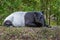 Malayan Tapir sleeping