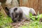 Malayan Tapir sleeps on the ground