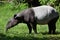 Malayan tapir (Tapirus indicus).