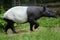 Malayan tapir Tapirus indicus.