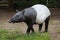 Malayan tapir Tapirus indicus.