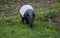 Malayan Tapir, tapirus indicus, Adult