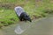 MALAYAN TAPIR tapirus indicus, ADULT ENTERING WATER