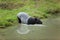 MALAYAN TAPIR tapirus indicus, ADULT ENTERING WATER