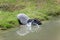 Malayan Tapir, tapirus indicus, Adult entering Water