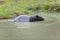 Malayan Tapir, tapirus indicus, Adult Standing in Water