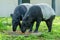 Malayan Tapir Tapirus Indicus also known as Asian Tapir.