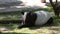 Malayan Tapir or Tapirus Indicus, lay down or sleeping for resting on green grass