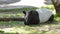 Malayan Tapir or Tapirus Indicus, lay down or sleeping for resting on green grass