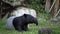 Malayan Tapir or Tapirus Indicus, lay down or sleeping for resting on green grass, in HD