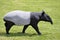 Malayan tapir walking on grass