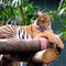 Malayan Tiger in captivity
