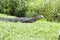 Malayan Water Monitor Lizard (Varanus salvator)